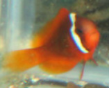 Tomato Clownfish are in stock and on sale at Milwaukee Aquatics for $10