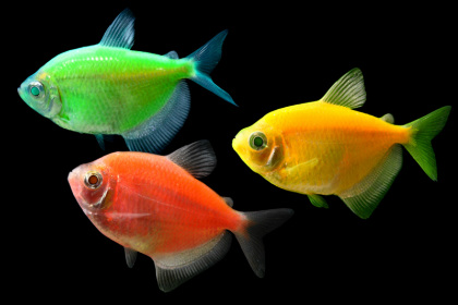 GloFish are available in all colors at Milwaukee Aquatics.